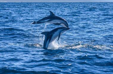 Avistaje con Delfines Safari
